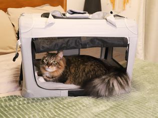 A cat inside the Petseek Extra Large Cat Carrier on a bed