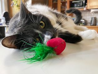 A cat playing with the Catstages Straw-Babies Catnip Dental Cat Toy
