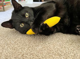 A cat playing with the Yeowww Catnip Banana