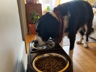 A dog drinking from the OurPets Comfort Diner Elevated Dog Food Dish