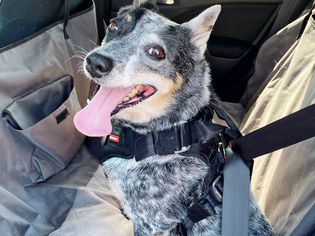 Dog wearing Ezydog Drive Safety Travel Harness in a car