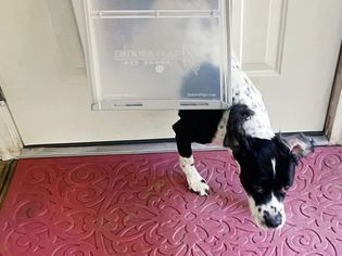Endura flap dog door