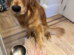 Hand holding dog's paw 