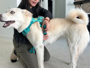 Person adjusting the Ruffwear Front Range Dog Harness on a dog