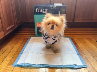 A small dog standing on a Frisco Premium Potty Pad