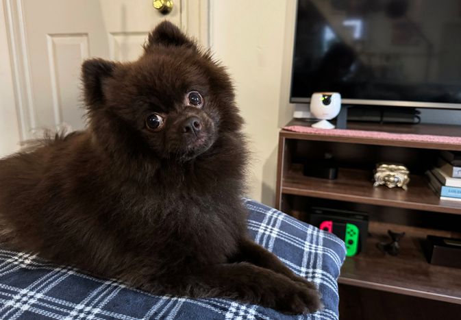 A dog laying on a bed with the Furbo Mini in the back