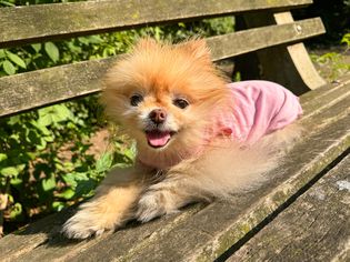 A small dog wearing the Gold Paws Sun Shield Dog Tee on a park bench