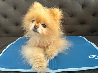 Green Pet Cool Pet Pad