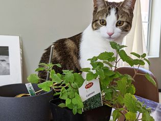 Cat admires catmint plant in their home.