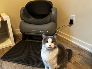 A cat posed in front of the Neakasa M1 Open-top Self-cleaning Cat Litter Box
