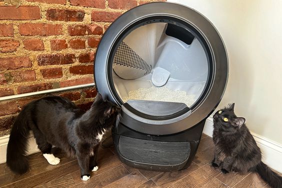 cats next to the Litter Robot 4 