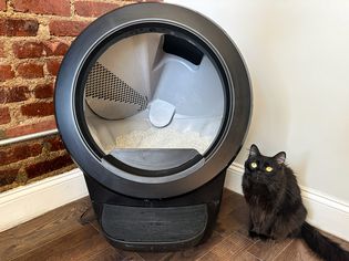 cat next to the Litter Robot 4 