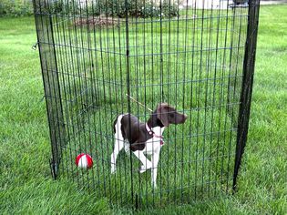 A pet dog playing inside MidWest Homes for Pets Folding Metal Pet Playpen
