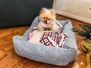 Small dog on Monica and Andy blanket with Kong toy and treat