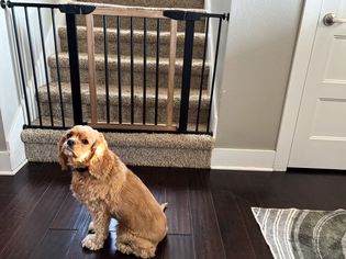 A dog looking away from the NMN Designs Logan Dog Gate blocking a staircase