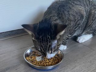 A cat eats food from the Our Pets DuraPet Premium Stainless Steel Pet Dish