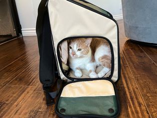 Pidan Expandable Travel Habitat Carrier on the floor with a cat inside