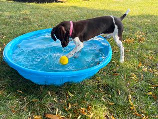 Project Hive Pet Company Ball Dog Toy - dog playing with toy in kiddie pool