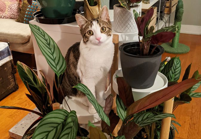 Cat surrounded by cat-friendly plants