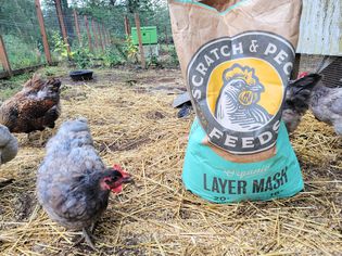 Chickens walking around a bag of Scratch and Peck Organic Chicken Feeds 
