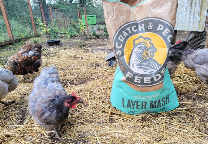 Chickens walking around a bag of Scratch and Peck Organic Chicken Feeds 
