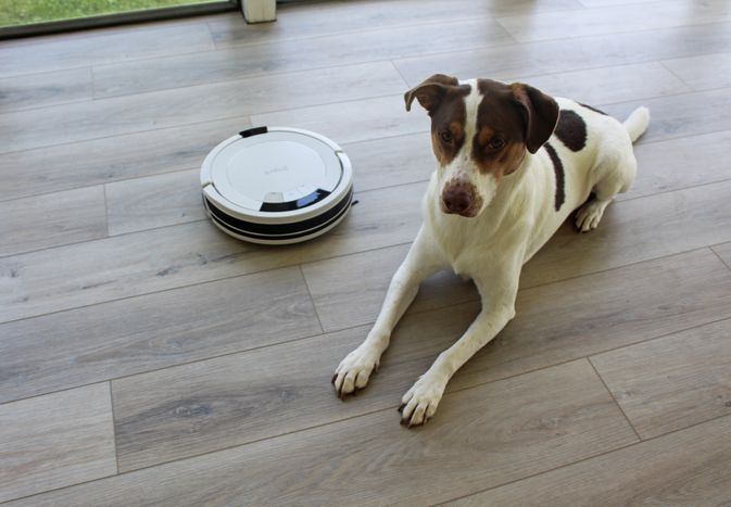 Dog in front of Shark robot vacuum