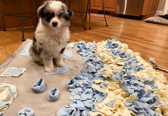 dog with Stellaire Chern Snuffle Mat