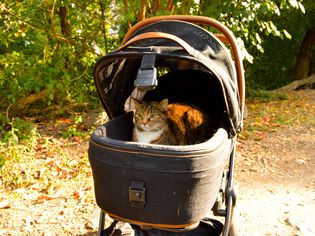 Cat inside of a Tavo Pets Maeve and Roscoe 3-in-1 Pet System Stroller in a park