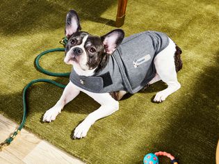 ThunderShirt Classic Anxiety Calming Vest