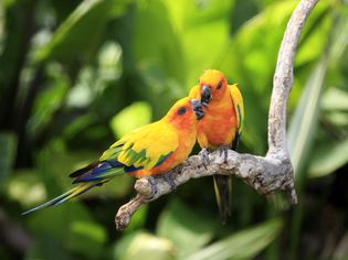 Sun Parakeets