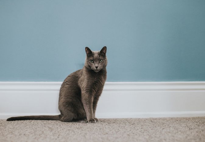 A cat sitting on a carpeted floor with a blue wall in the background