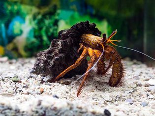 Hermit crab in a tank with a shell and aquarium background