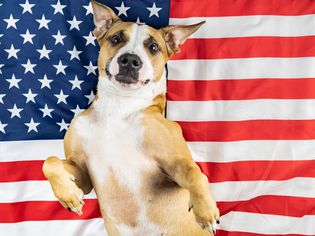 terrier dog lays on american flag