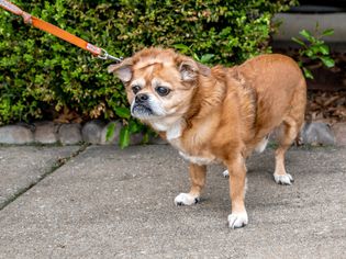 Light brown and white dog standing with leash being pulled