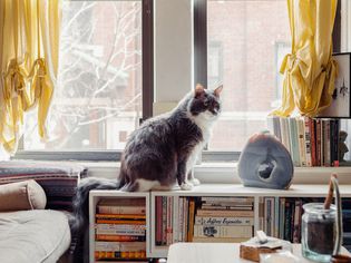 Gray and white cat sitting in front of open windows