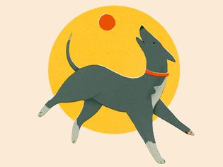 beige background with dog illo catching ball in foreground
