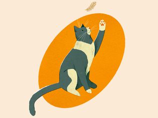 Illo of cat batting at a feather in front of orange and beige background