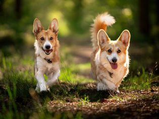 Two Pembroke Welsh corgis walking in the woods
