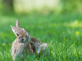 Rabbit scratching self