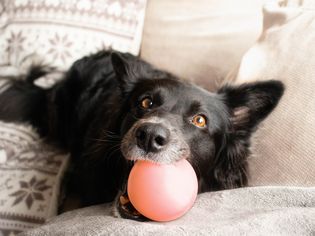 Black dog chewing on toy ball 