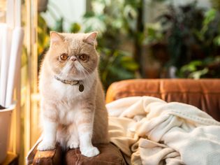 Tan and white domestic cat sitting on armrest of couch