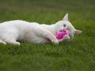 Cat playing with pink catnip toy