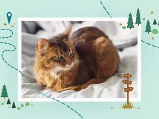 photo treatment illo with long haired brown cat