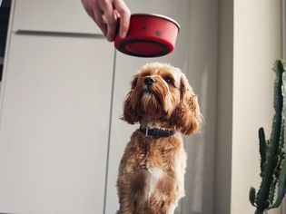 dog food allergies
