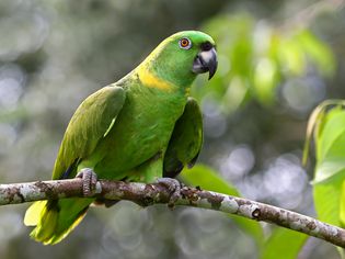 Yellow-napped parrot (Amazona auropalliata), Costa Rica