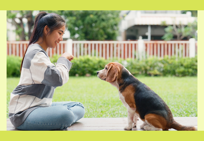 A person sitting on wooden decking interacting with a Beagle dog in a garden setting