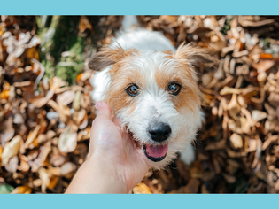 A dog with a persons hand gently touching its face in an outdoor setting with scattered leaves on the ground