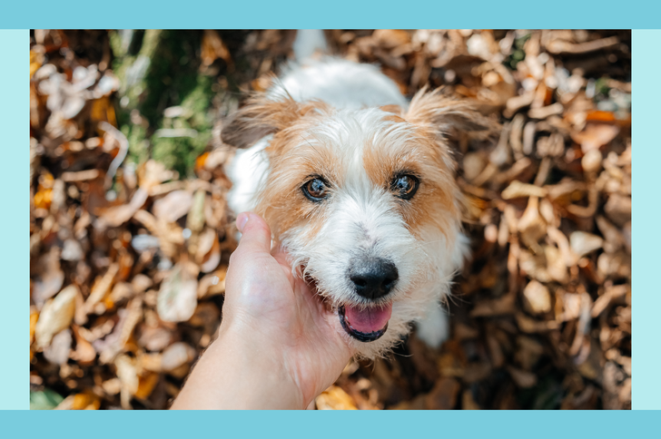 A dog with a persons hand gently touching its face in an outdoor setting with scattered leaves on the ground