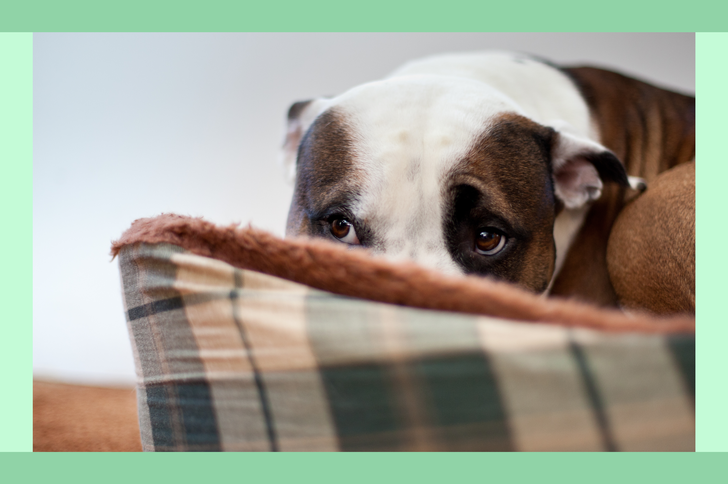 A dog resting in a plaid patterned bed hiding their face behind a pillow