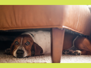 A dog hiding under a couch on a carpeted floor